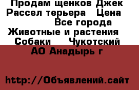 Продам щенков Джек Рассел терьера › Цена ­ 25 000 - Все города Животные и растения » Собаки   . Чукотский АО,Анадырь г.